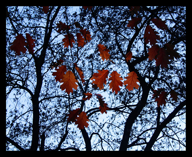 autumn tree