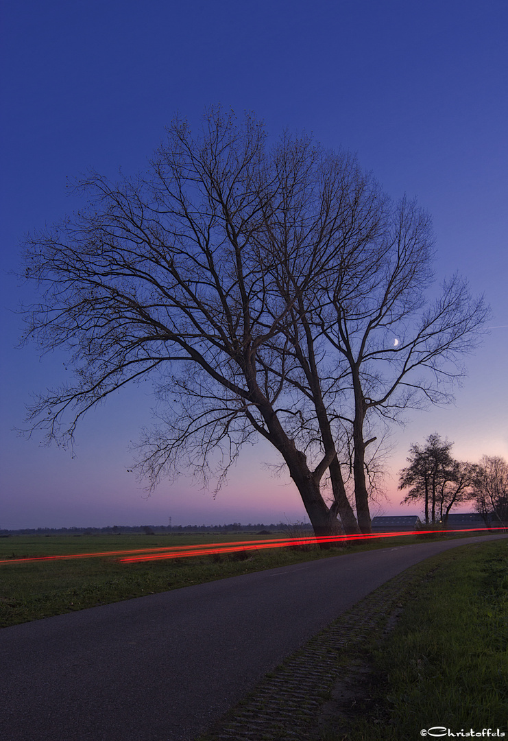 ~Autumn Tree~