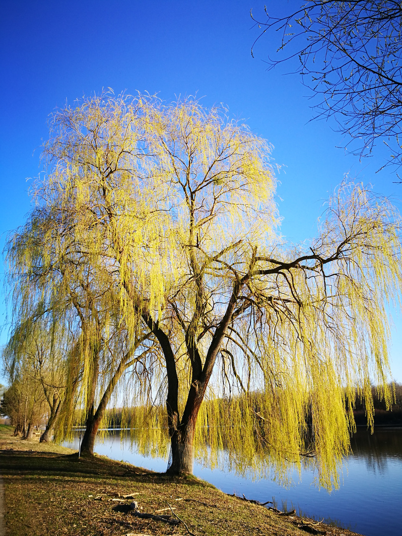 Autumn Tree 