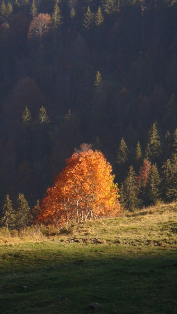 Autumn Tree II von pkirrage 