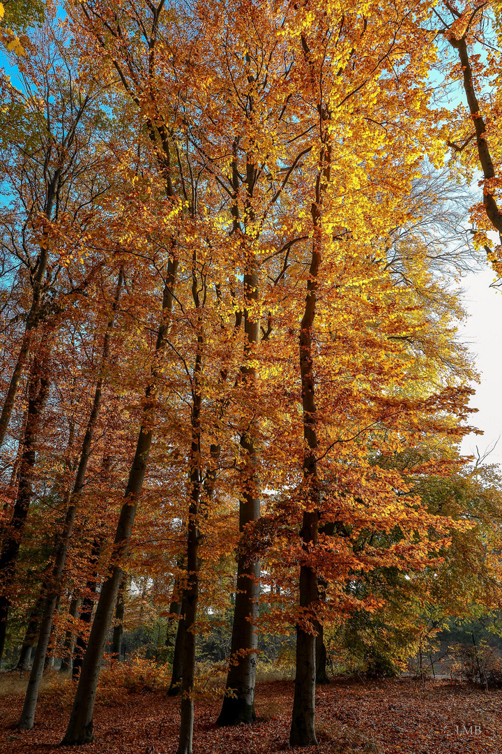 Autumn Trees