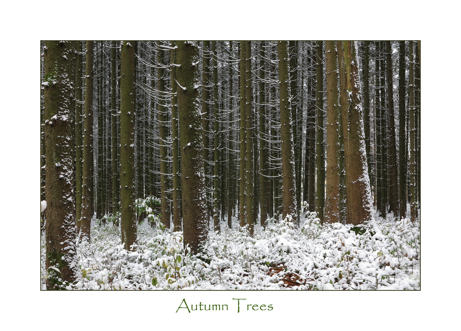 Autumn Trees