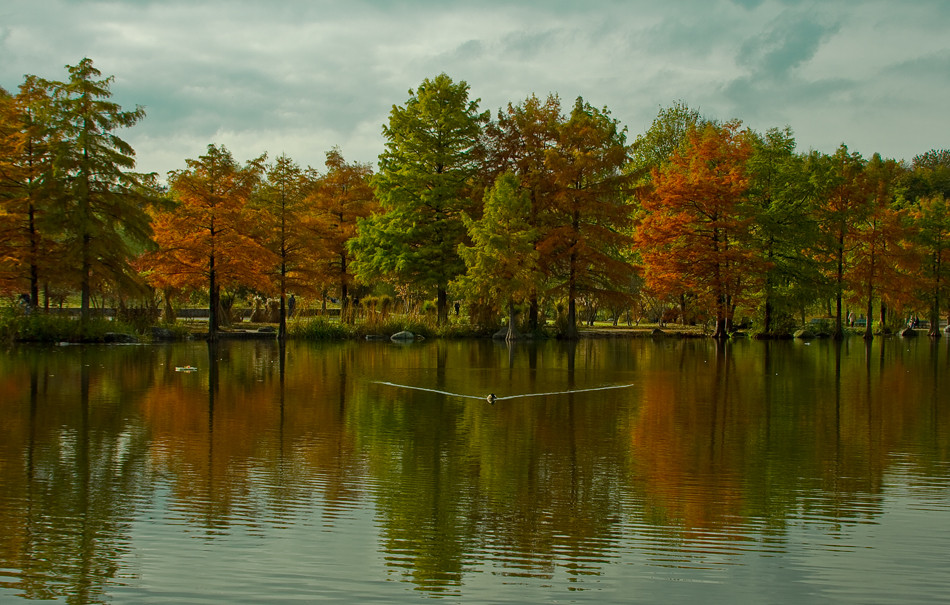 Autumn Trees