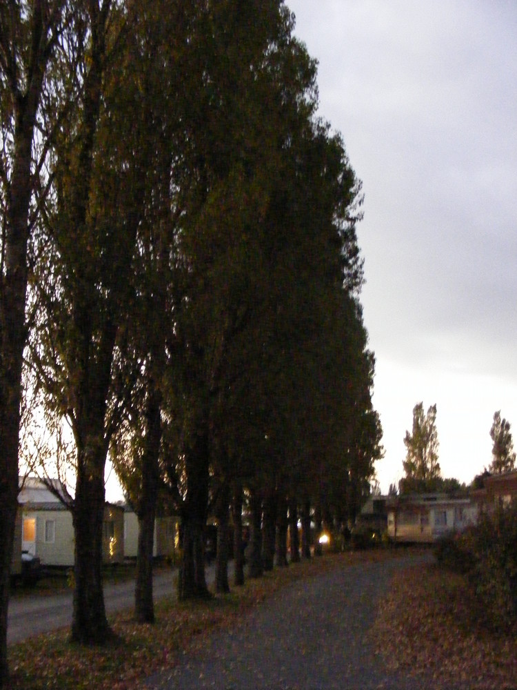 Autumn Trees