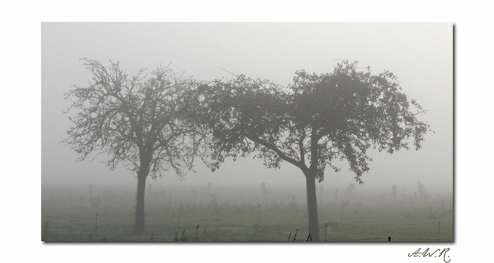 Autumn Trees