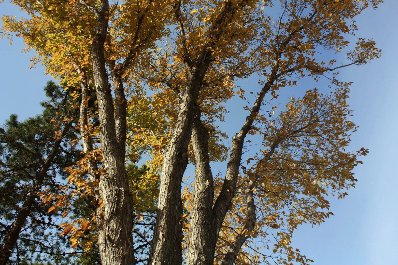 Autumn trees