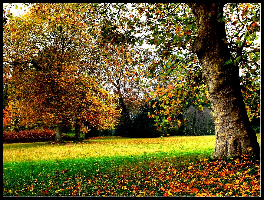 Autumn Trees