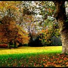 Autumn Trees