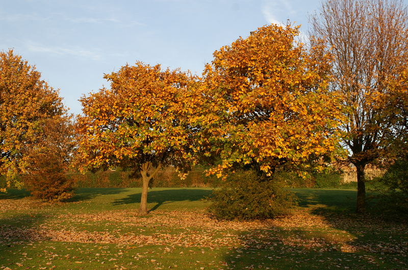 autumn trees