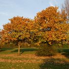 autumn trees