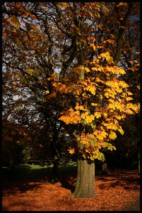 Autumn Trees