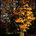 Autumn Trees