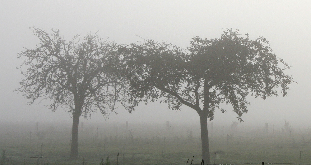 Autumn Trees von A.W.R. 