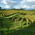 Autumn upon Prosecco vineyards - Italy