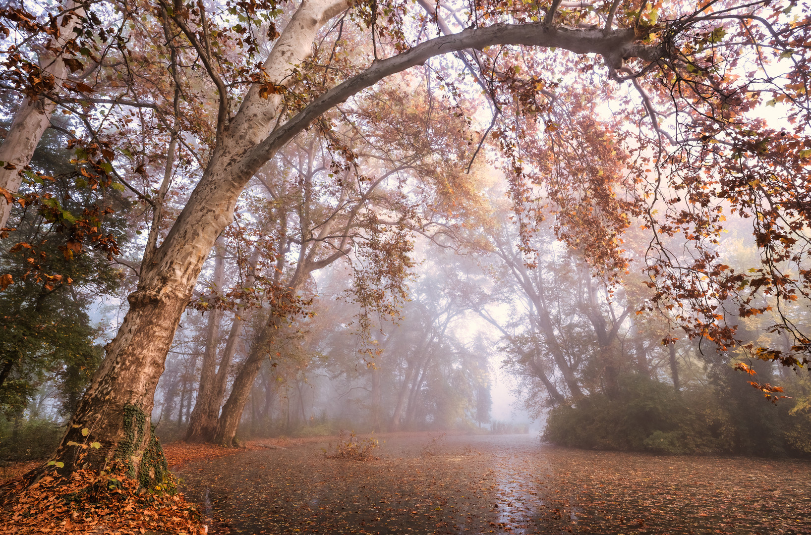 Autumn view