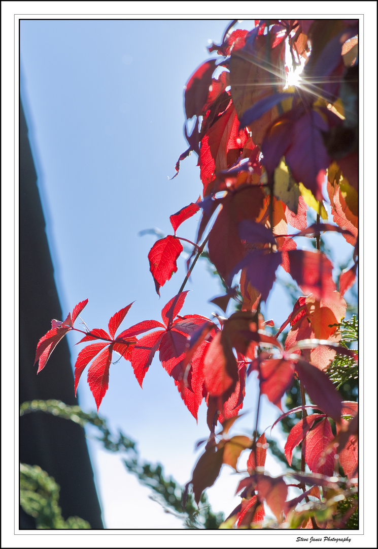 Autumn Vines