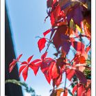 Autumn Vines