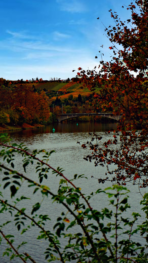 autumn vineyards