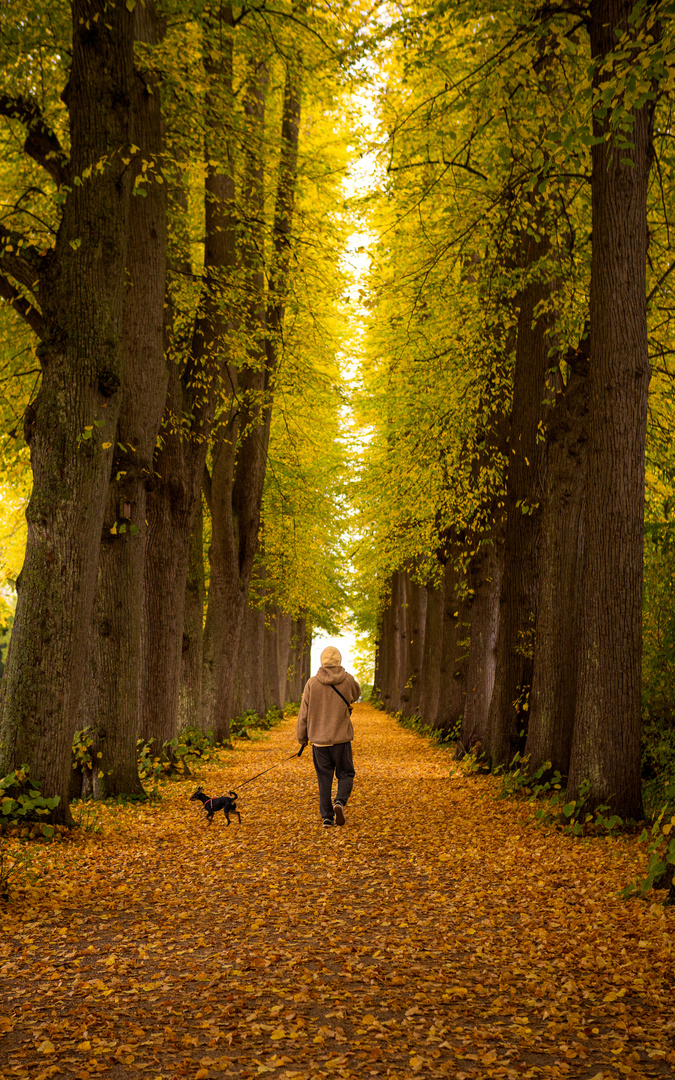 Autumn walk