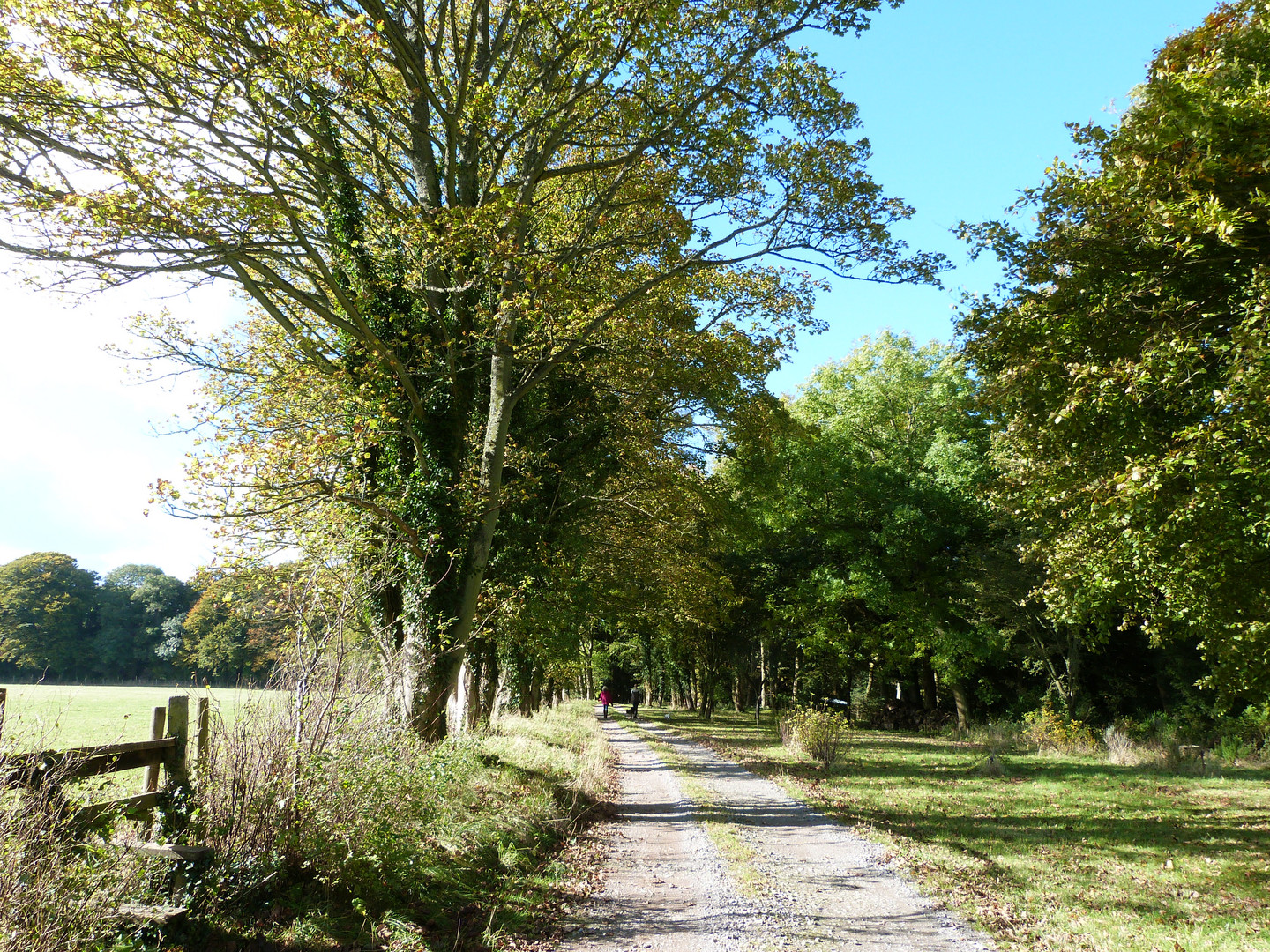 Autumn walk