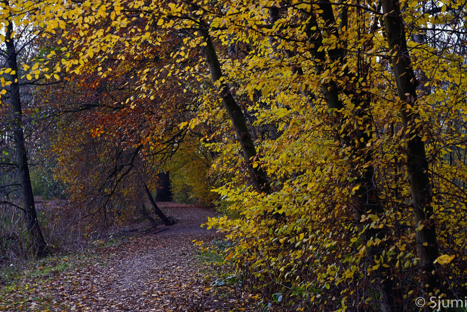 Autumn walk