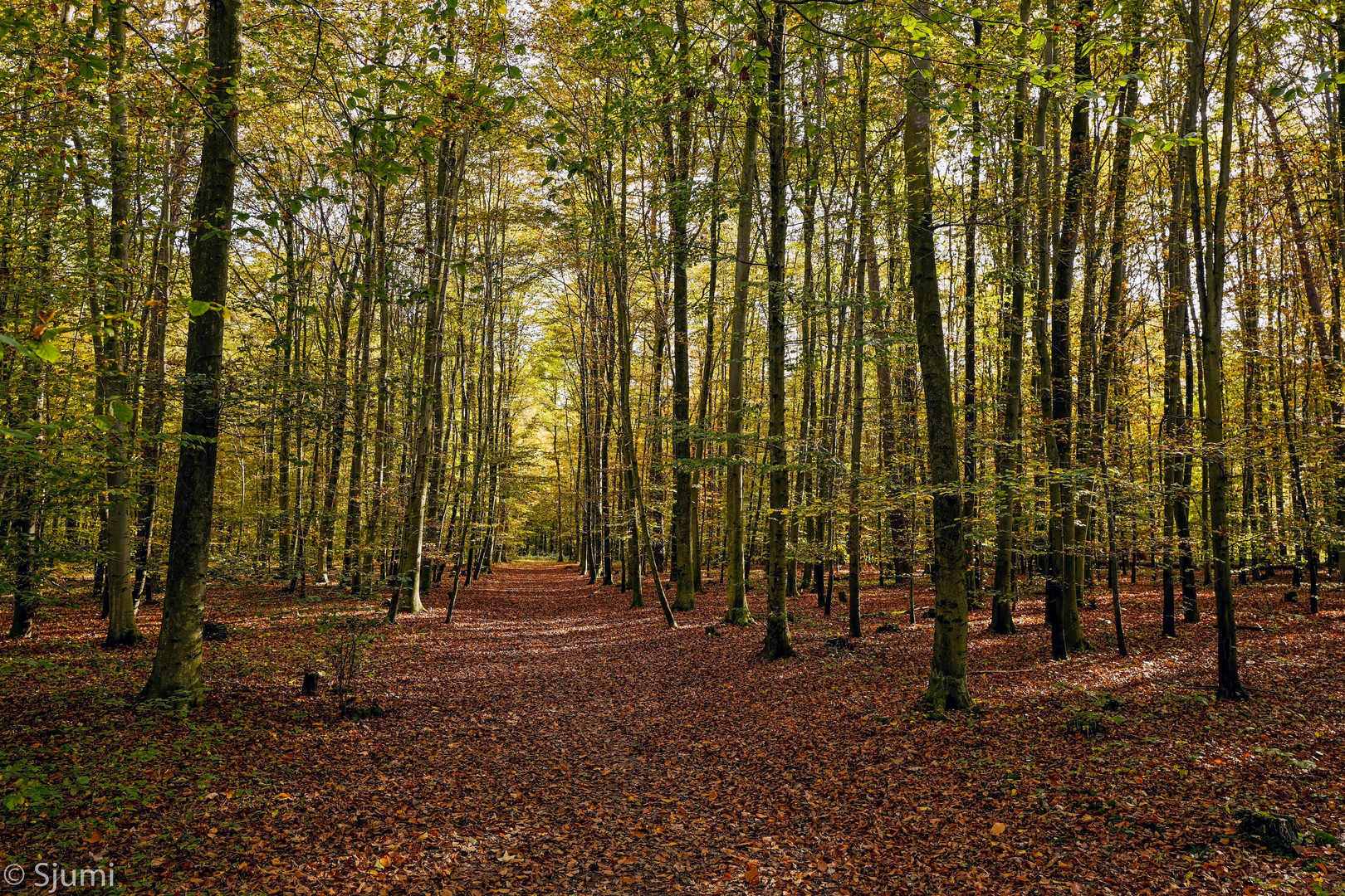 Autumn walk