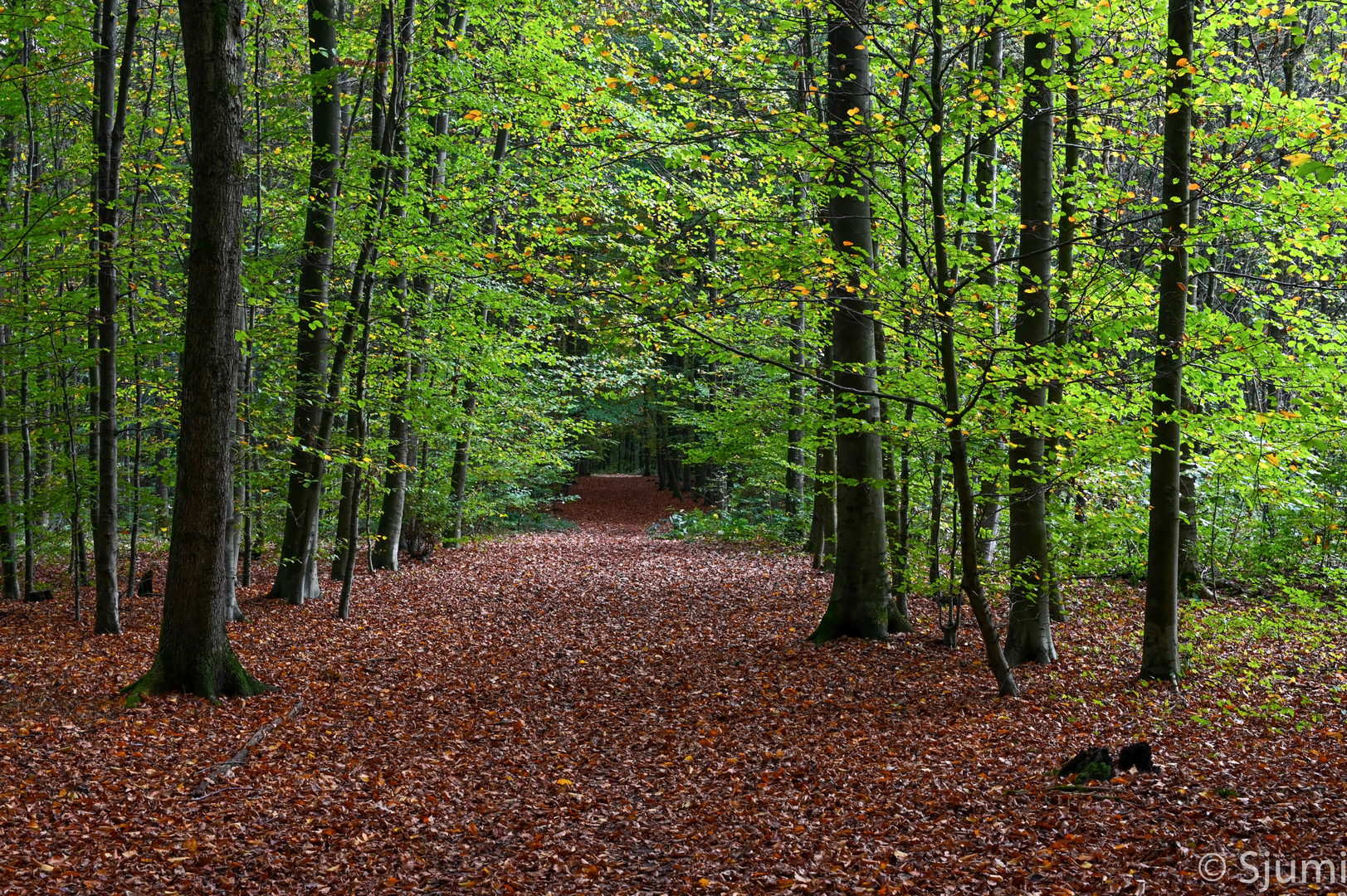 Autumn walk