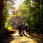 Autumn Walk