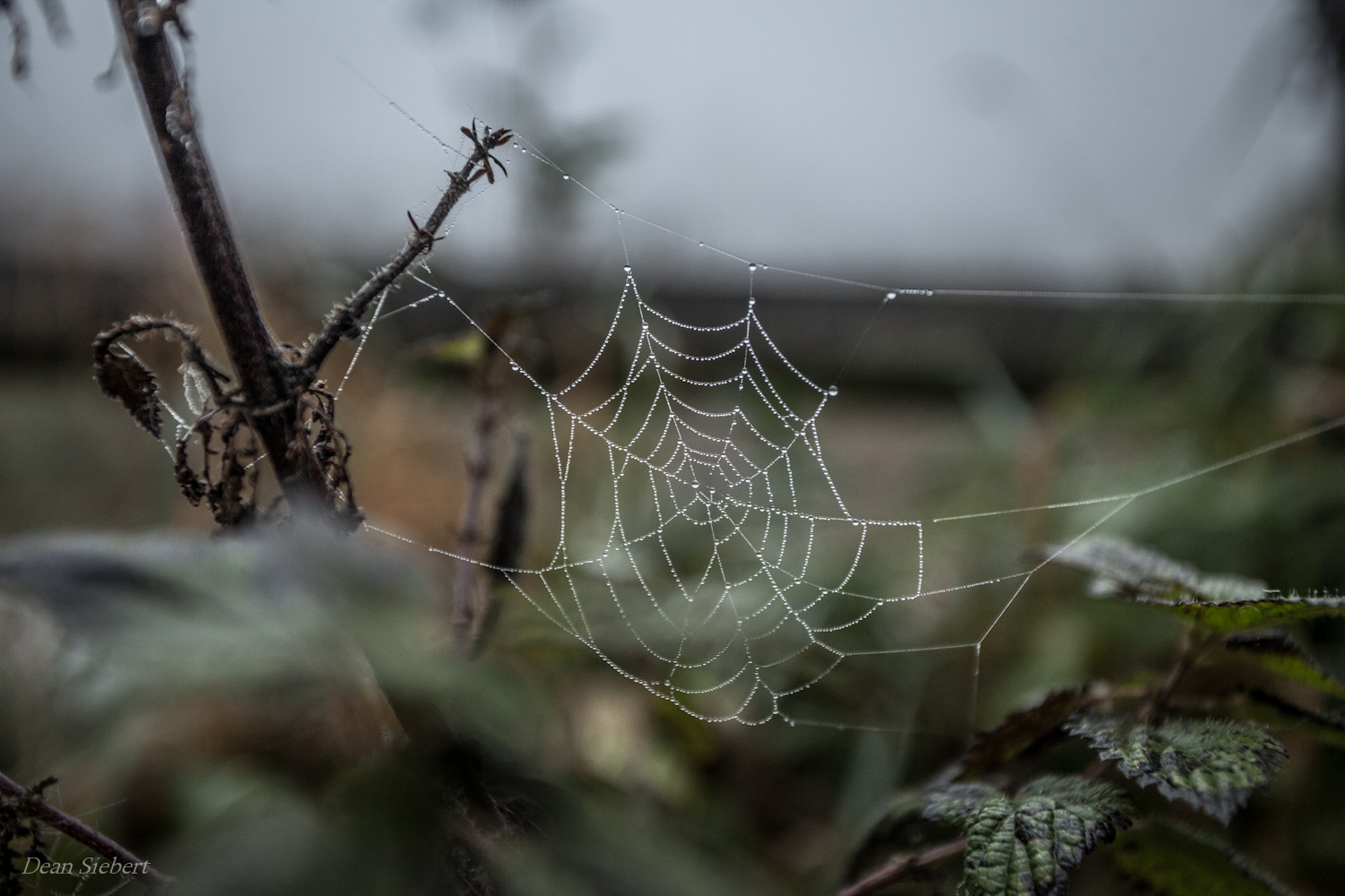 autumn web