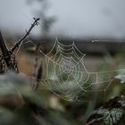 autumn web