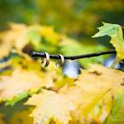 autumn wedding rings