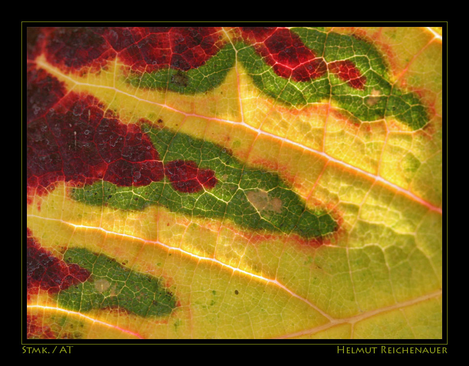 Autumn Wine Leaf, near Gamlitz, Suedsteiermark / A