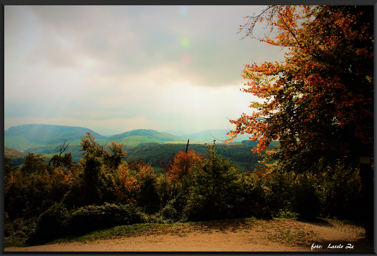 Autumn Wood