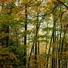 autumn woodland