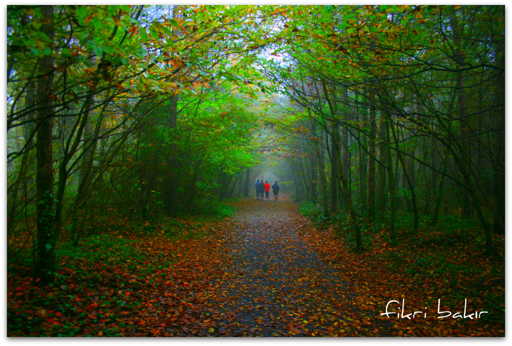 autumn woods....