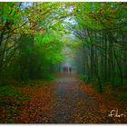 autumn woods....