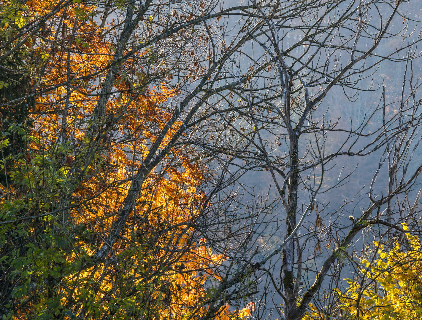 autumn woods