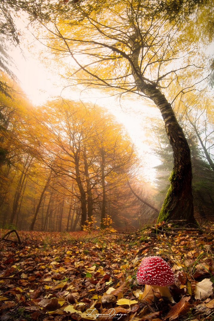 Autumn Woods