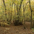 Autumn Woods, Dargate