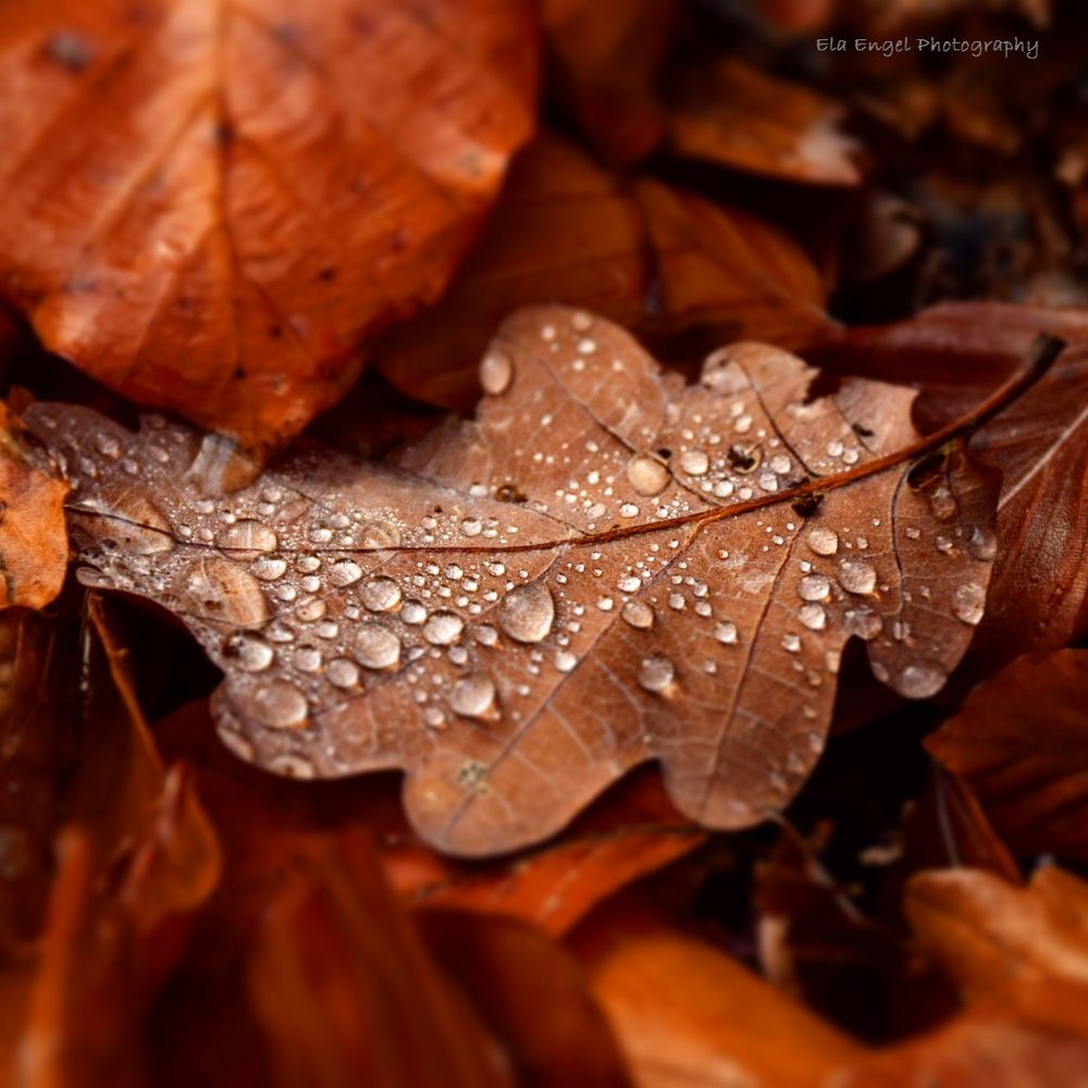 Autumn yellow Oak leaf with water drops