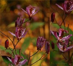 autumnal and colourful