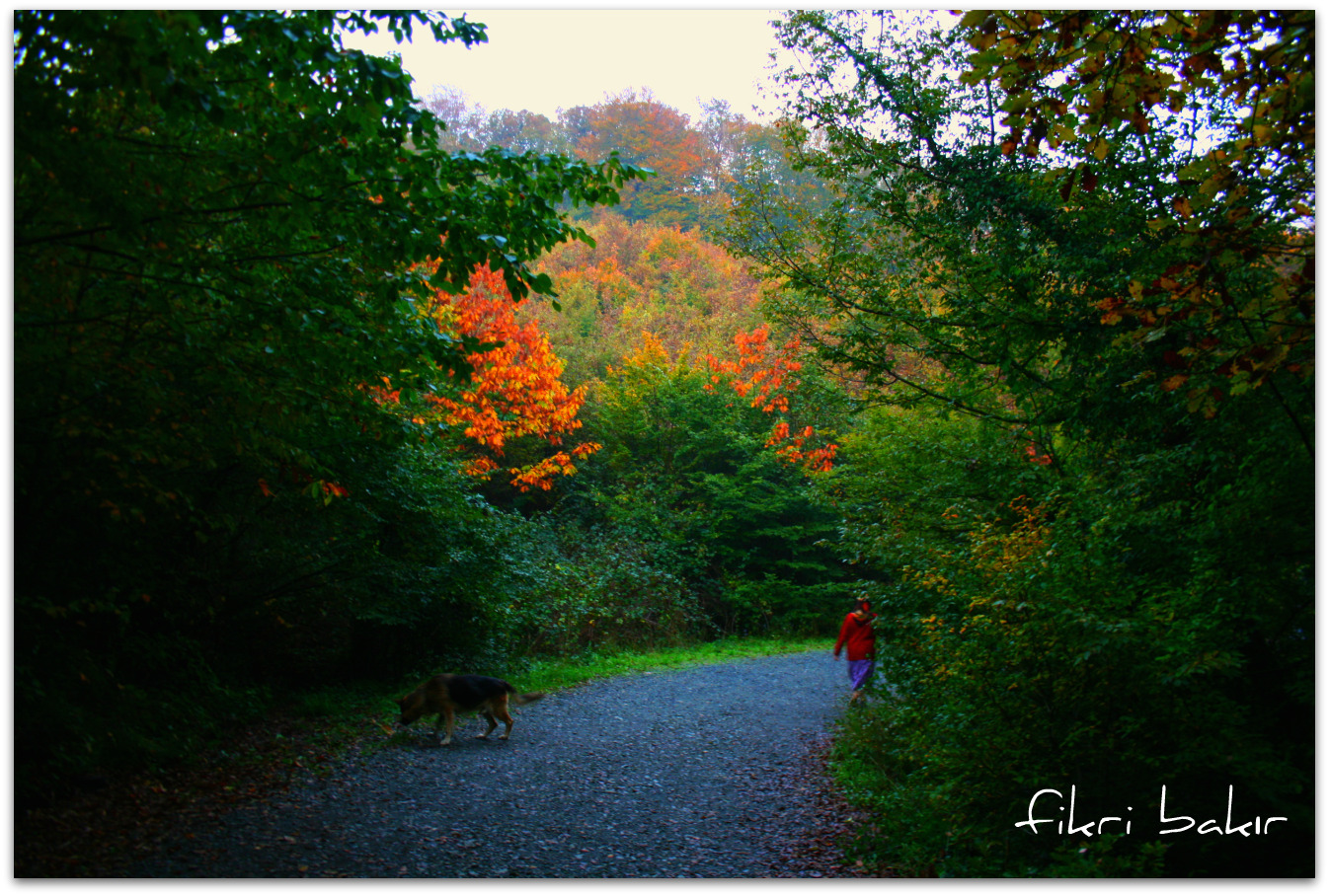 autumnal and road