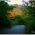 autumnal and road