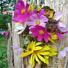 Autumnal bouquet