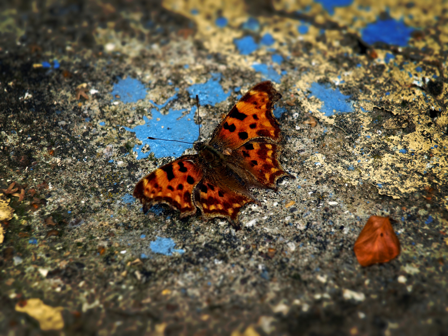 Autumnal Butterfly