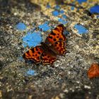 Autumnal Butterfly