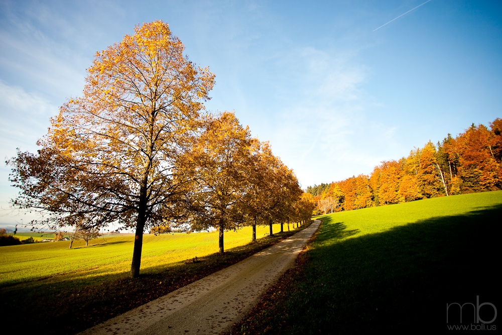 autumnal cartway