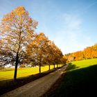 autumnal cartway