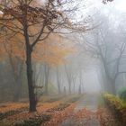 autumnal cemetery