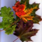 Autumnal coloration